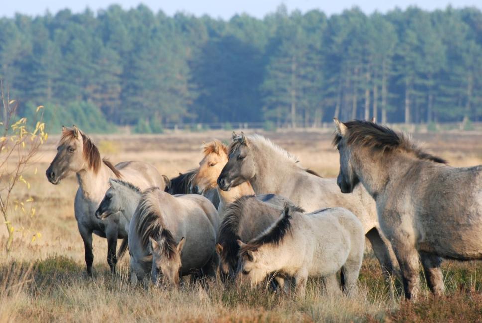 Ferienpark Harmsen Cuxhaven Exteriér fotografie